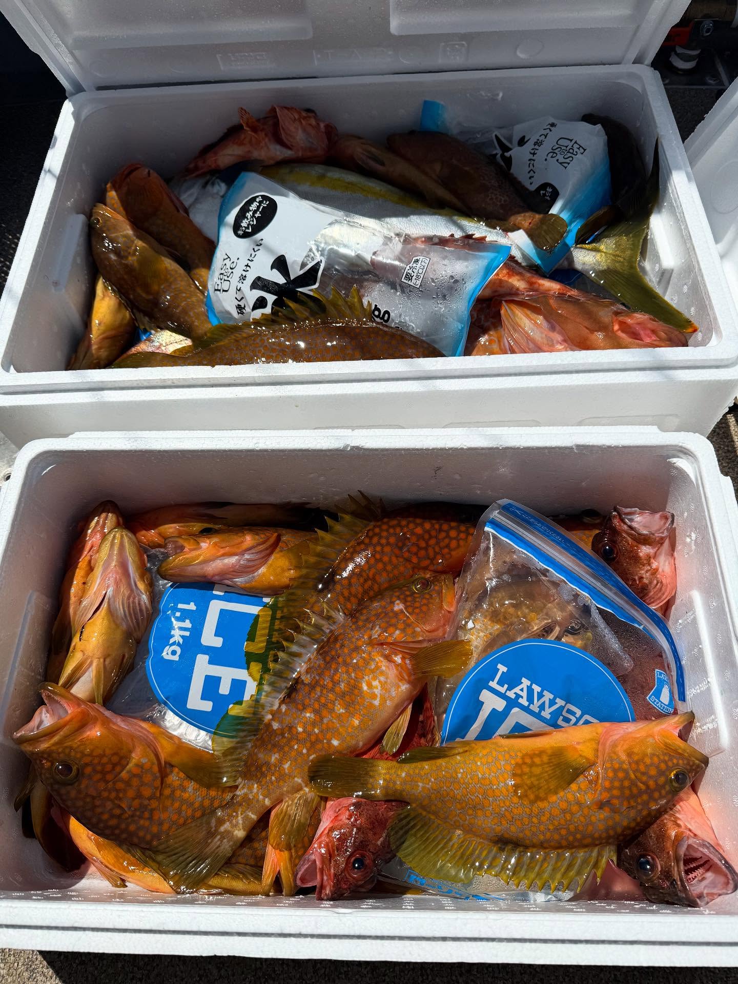 6月17日.タイラバ、SLJ新規開拓便朝から近場をあちこち回りながら、調査🧐途中ベイトの群れを見つけ大当たりその後釣れなくなり別の場所でアコウマンション発見バタバタ釣れて、形になったので御の字でしたまたご利用ください遊漁船DAIYAでは、初回乗船時に公式LINE追加頂くと2,000円OFFクーポン配布中ですので、お得に乗船頂けます是非ご利用ください#博多 #箱崎 #遊漁船 #遊漁船予約 #遊漁船DAIYA#船釣り #釣りが好きな人と繋がりたい #タイラバ #slj #ジキング #イカメタル #タチウオ