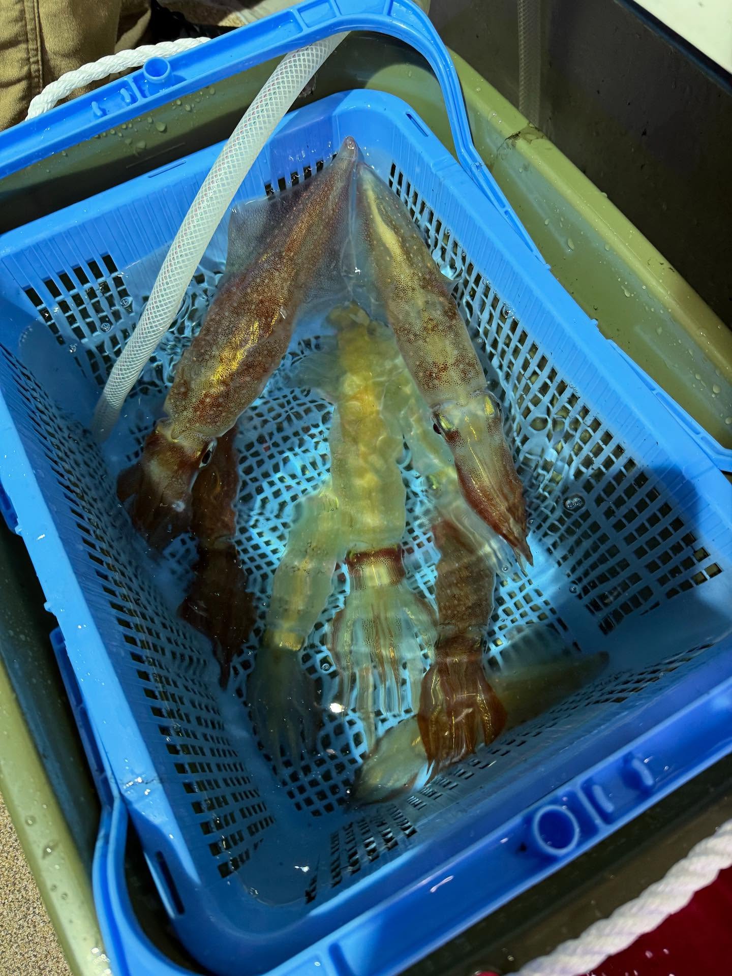 6月20日　夜焚きイカメタル🦑結構沖まで走ったんですが、まさかの激渋🥶こんなはずじゃ〜🥺釣る人で30杯程度で撃沈でした〜近場が良いんかなー？奥が深いまたの乗船お待ちしております#釣船 #遊漁船 #福岡 #箱崎 #イカメタル #イカメタル好きと繋がりたい #イカ #夜焚き