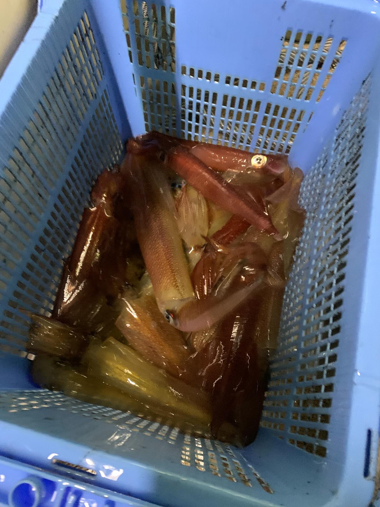 6月22日　夜焚きイカメタル🦑急遽ご予約頂き出船途中土砂降りの中️頑張って頂き釣られる方で50行ったんかな？DAIYAは、スタートしたばかりでまだ全然お客様が居ません基本予定スカスカなので、平日、週末問わずお時間ありましたら是非乗船お待ちしております4名様以上で出船しますので！50フィートの船を4人で貸し切りなんて事も今なら出来てしまいます夜焚きイカメタル🦑　15,000円　近海〜小呂島周辺（その日の状況で変わります）タイラバ、SLJ.ジギング、　15,000円近海〜小呂島　走り回ります公式LINE追加で初回乗船料2,000円引き実施中️是非お気軽にお問い合わせ下さい🫡お問い合わせはDMか080-2352-1234 河口#遊漁船#釣船#釣り#福岡#箱崎#夜焚き#イカメタル#タイラバ#ジギング#キャスティング#ティップラン#キジハタ#アコウ#フエフキダイ#イサキ#ジグサビキ#ヒラマサ#ブリ#ヤズ#イカ#DAIYA