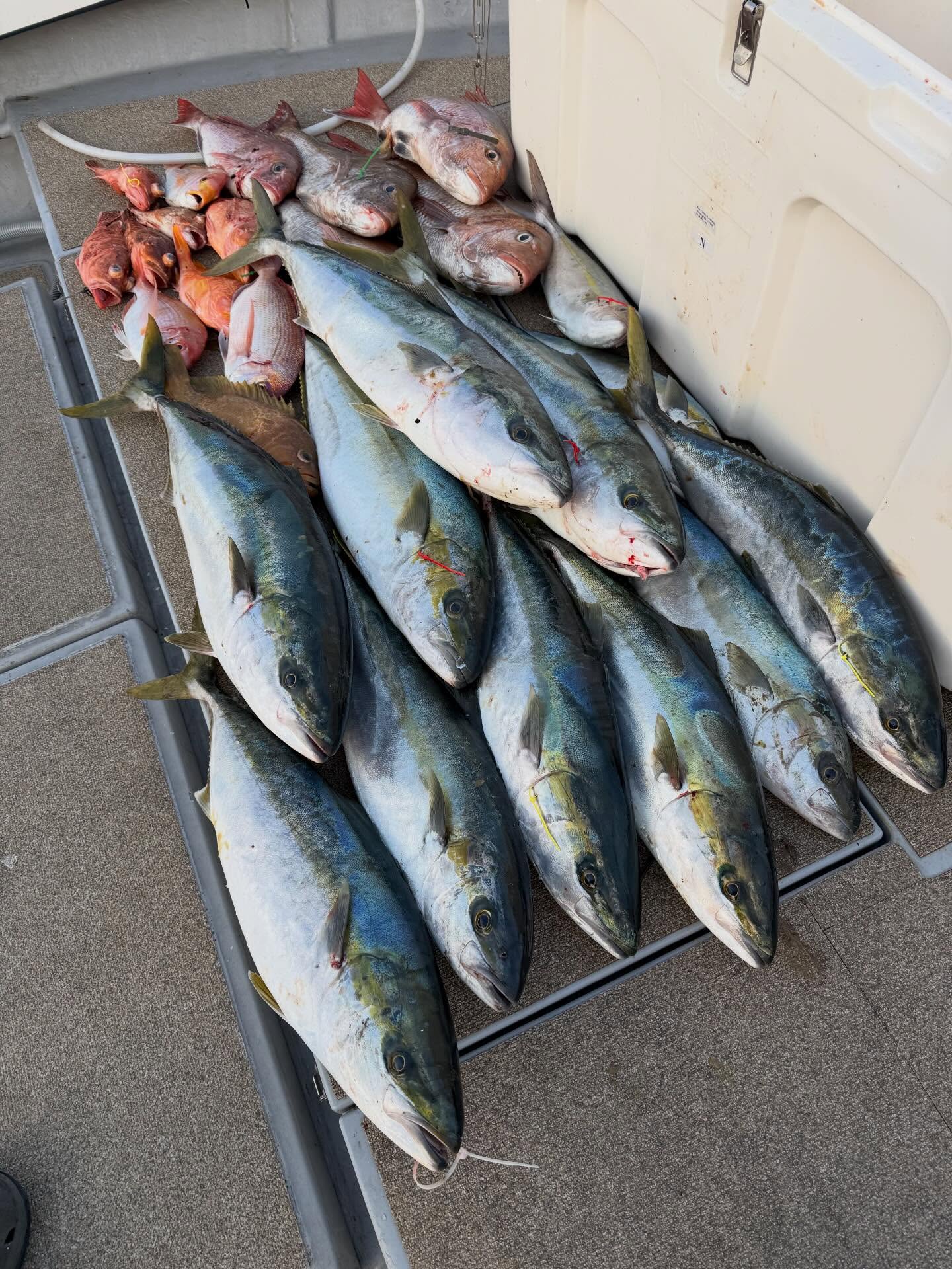 3月11日　チャータージギング便先日悪かったので気が気じゃ無かったですが、スタートから良型ワラサ️これは！と思ったらそのまま行く所全てヒット🏻鯛もブリもヒラマサもバランスよく釣れ続け良い感じに終われました🏻水深深いドMなジギング最後までありがとうございました♪最後のトップのドラマ痺れましたね❣️是非次回もトップ頑張ってください🤩#遊漁船#遊漁船DAIYA#福岡#釣り好きと繋がりたい