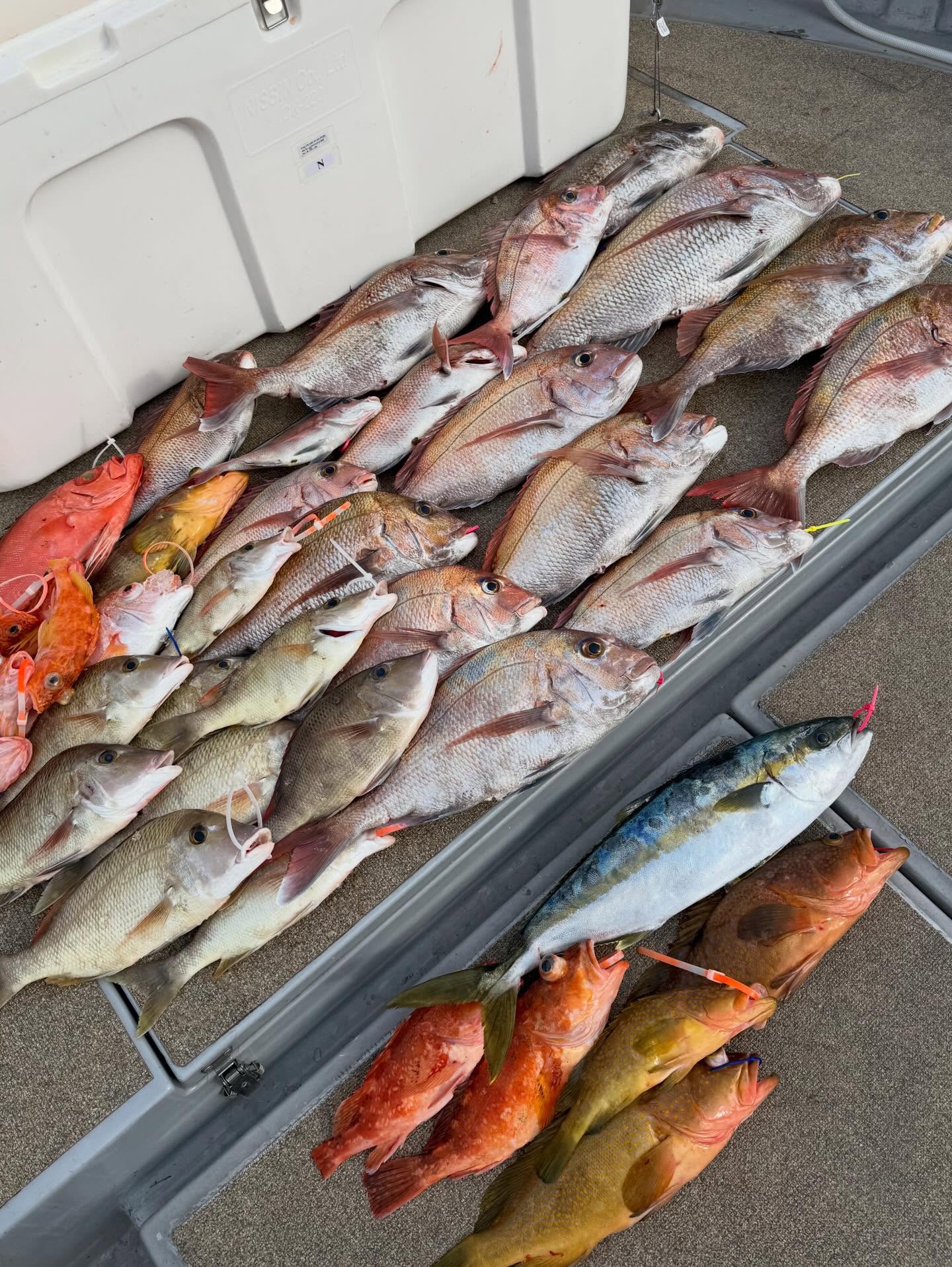 4月3日 タイラバ、何でも便またまた早出し❣️1番乗りしたかと思いきや、中々潮が動かず根魚拾い下げに入ってからバタバタラッシュ全く追いつかない笑13時上がりだったので、実質10時〜の釣果上出来でした🏻今日は手巻き、餌なしが正解でした！電動タイラバやエビをタイラバにつけてる方はなかなか釣れず！赤系のスカートに良く食ってました！あとタングステン️是非参考にされてください🏻#遊漁船#遊漁船DAIYA#福岡#釣り好きと繋がりたい