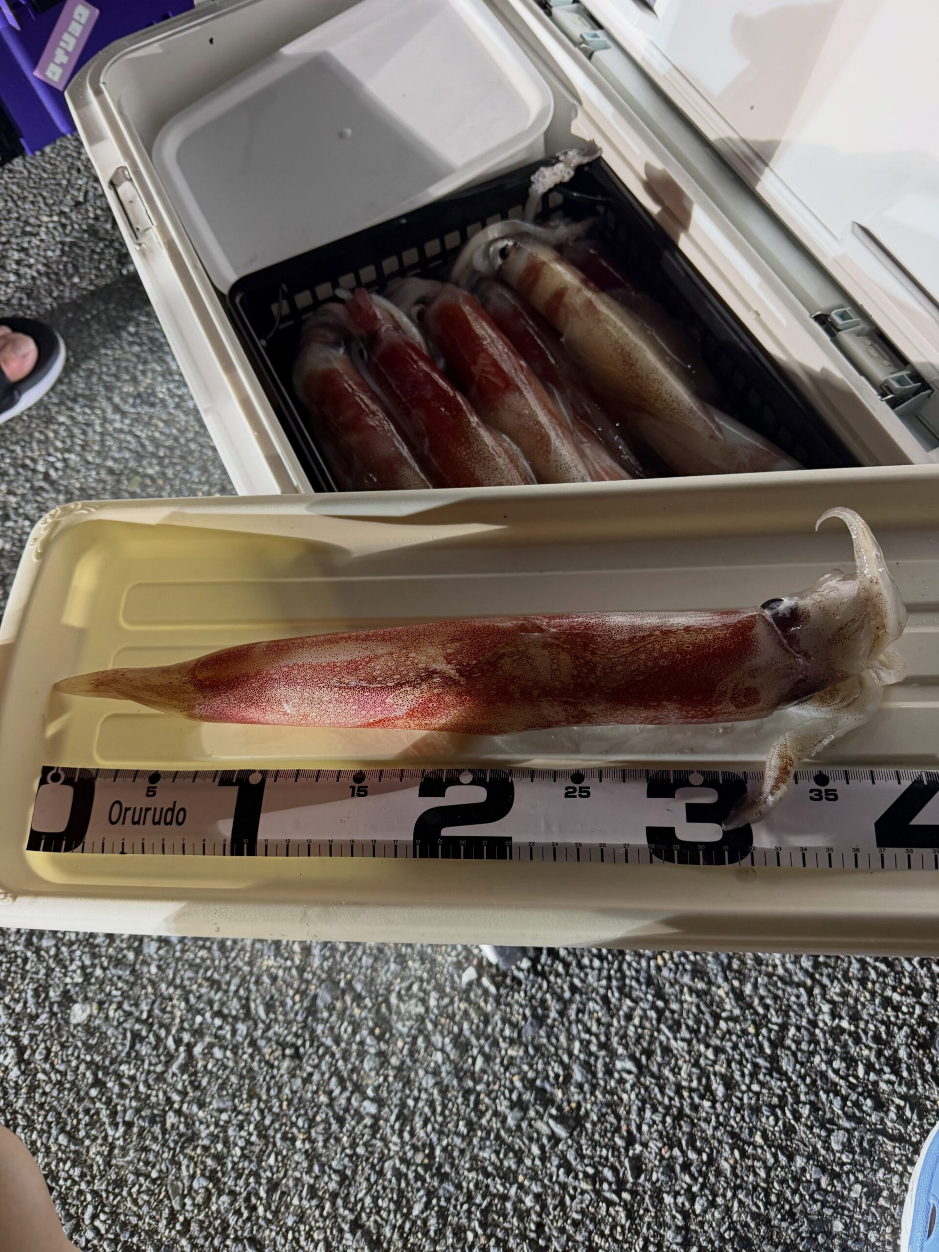 夜焚き🦑7月14日〜17日この数日は少し時化気味でしたが、近場で釣れ始め、スタートは悪いものの、後半連発もあり️楽しんで頂けたんじゃないでしょうか?山笠もお疲れ様でした🫡またのお越しをお待ちしております🏻誕生日プレゼントありがとうございました